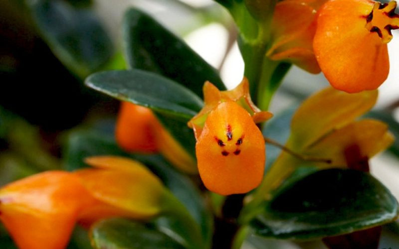 Chính vì vậy cây cảnh này mới có tên độc đáo là "cây cá vàng". Nếu bạn chăm sóc tốt, loài hoa này nở quanh năm. Đặc biệt, cây cảnh này có ý nghĩa tốt lành, đặt một cây cảnh trong nhà giống như "nuôi cá", gia đình ăn nên làm ra "dư dả quanh năm". Theo phong thủy, cây cảnh này luôn xanh tốt là hiện thân của sức sống, tài lộc dồi dào. Những chú cá vàng cũng giống như "vàng bạc" treo trong nhà vậy.