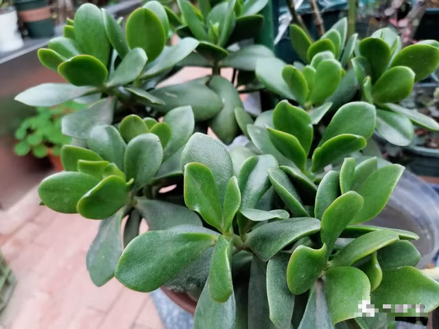 Cành vàng lá ngọc là một loại cây trồng trong chậu trang nhã được phân biệt bởi cành màu nâu sẫm và lá màu xanh ngọc tươi tốt. 