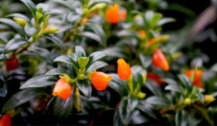  Cá vàng là cây bụi thấp, mập mạp, cành có nhiều thịt, lá có màu xanh đậm quanh năm, bề mặt lá có dầu luôn sáng bóng. Cây cảnh này đặc biệt hơn ở những bông hoa màu vàng cam mọc lên từ nách lá. Hoa có màu cam đỏ, vàng cam vô cùng rực rỡ. 