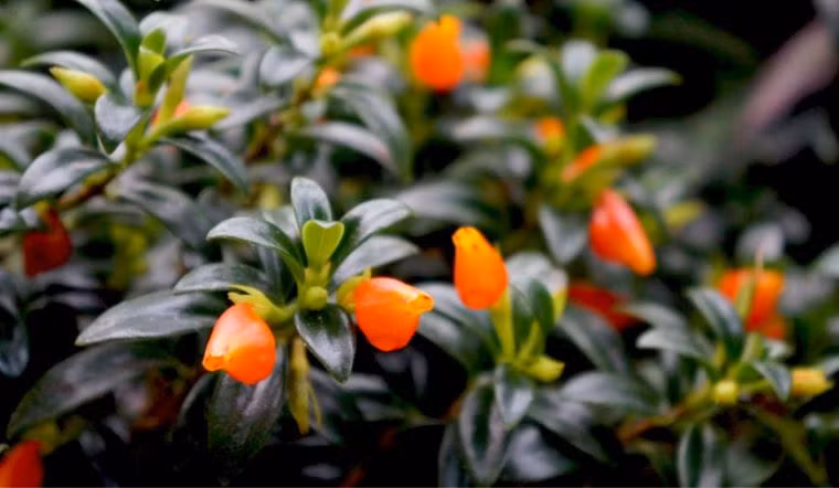  Cá vàng là cây bụi thấp, mập mạp, cành có nhiều thịt, lá có màu xanh đậm quanh năm, bề mặt lá có dầu luôn sáng bóng. Cây cảnh này đặc biệt hơn ở những bông hoa màu vàng cam mọc lên từ nách lá. Hoa có màu cam đỏ, vàng cam vô cùng rực rỡ. 