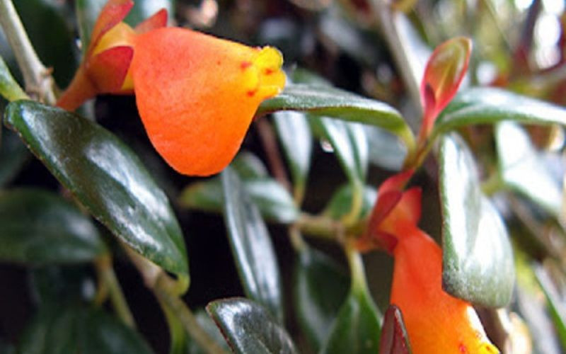 Sáu cây cảnh cát tường trong tên có chứa chữ "vàng" đều là nhưng cây phong thủy tuyệt vời mà bạn có thể lựa chọn. Dù là để xua đuổi vận rủi hay cầu may, bạn đều có thể trồng vài cây trong nhà. Chúng không chỉ có thể trang trí môi trường gia đình mà còn thu hút sự may mắn và giàu có vô tận.