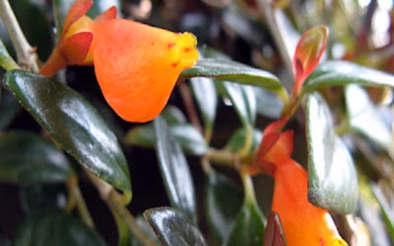 Sáu cây cảnh cát tường trong tên có chứa chữ "vàng" đều là nhưng cây phong thủy tuyệt vời mà bạn có thể lựa chọn. Dù là để xua đuổi vận rủi hay cầu may, bạn đều có thể trồng vài cây trong nhà. Chúng không chỉ có thể trang trí môi trường gia đình mà còn thu hút sự may mắn và giàu có vô tận.