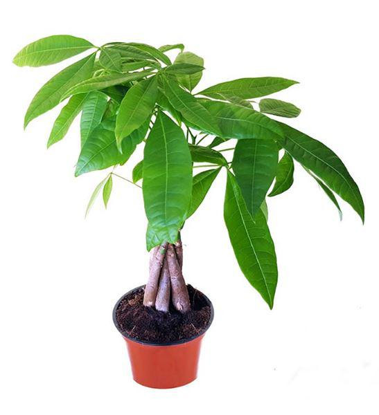 Cây cảnh kim ngân có ý nghĩa rất tốt trong phong thủy, nó được coi là biểu tượng của tiền vàng, sự giàu có và sung túc, nên còn được mệnh danh là cây phát lộc phát tài. 