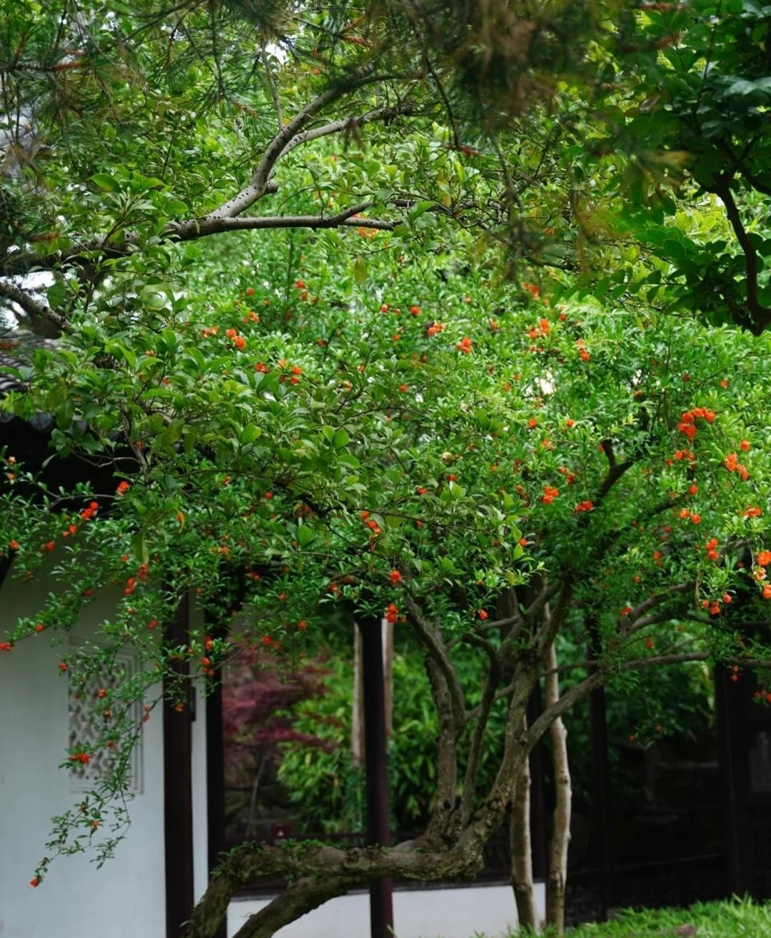 Trong nha co 3 cay canh, gia dinh duoc ban phuoc lanh-Hinh-7