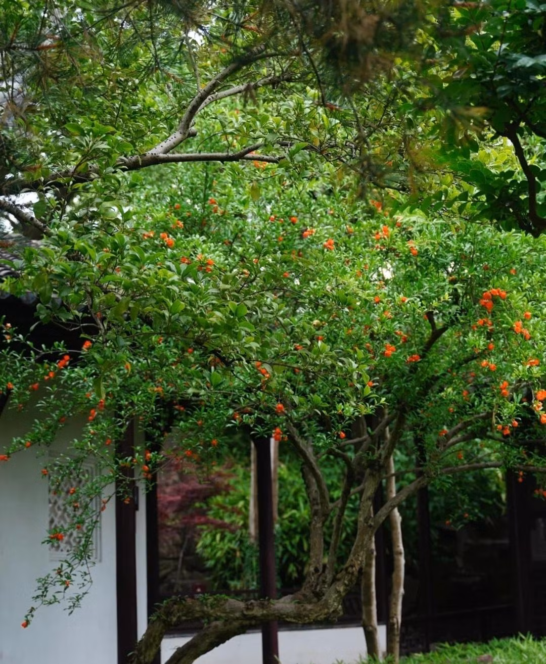 Trong nha co 3 cay canh, gia dinh duoc ban phuoc lanh-Hinh-7