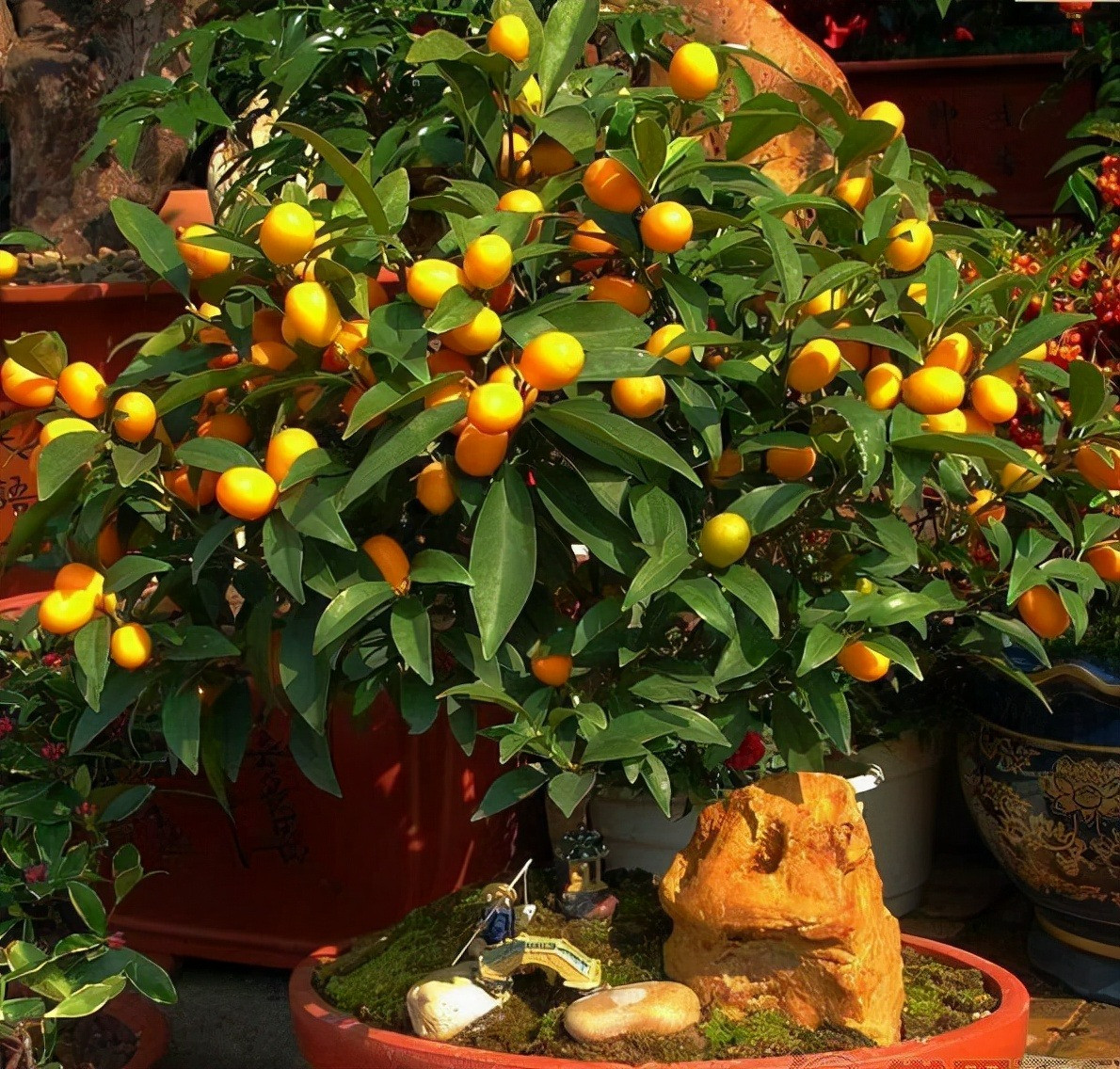 Trong nha co 3 cay canh, gia dinh duoc ban phuoc lanh-Hinh-8