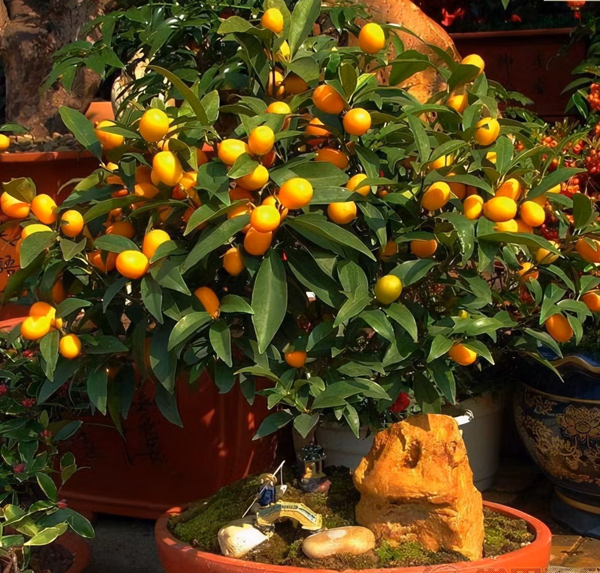 Trong nha co 3 cay canh, gia dinh duoc ban phuoc lanh-Hinh-8