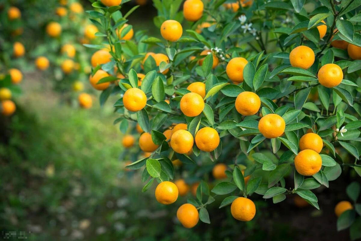 Trong nha co 3 cay canh, gia dinh duoc ban phuoc lanh-Hinh-9