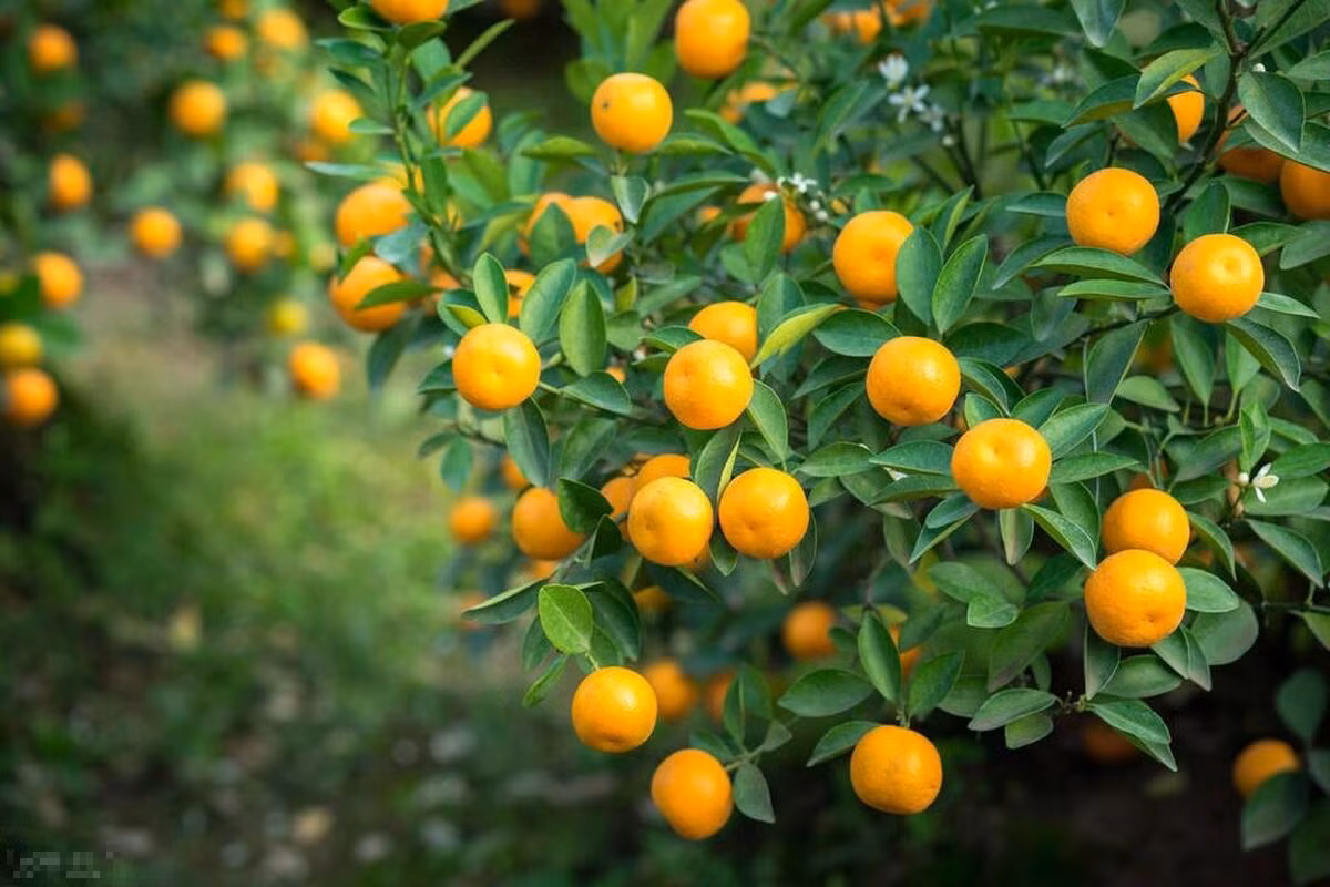 Trong nha co 3 cay canh, gia dinh duoc ban phuoc lanh-Hinh-9