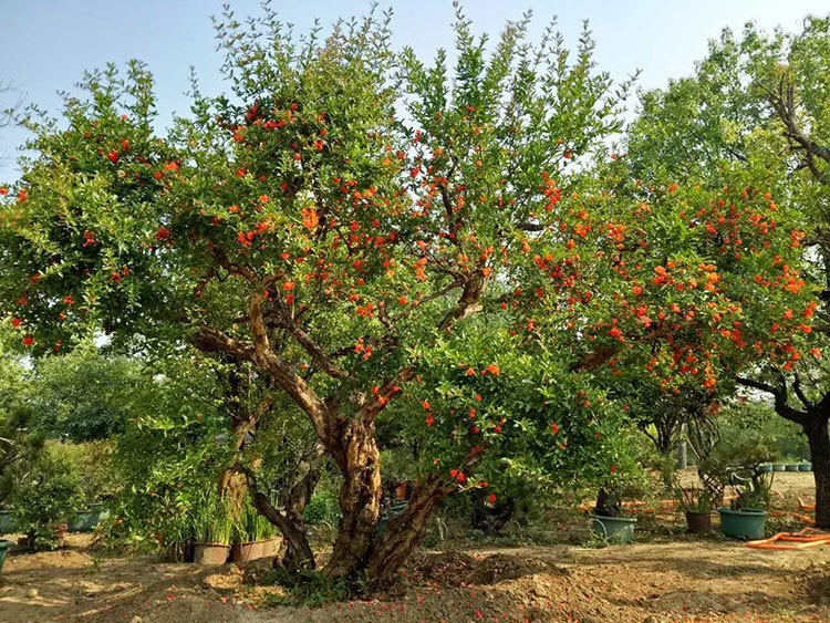 Trong nha co 3 cay canh, gia dinh duoc ban phuoc lanh-Hinh-5