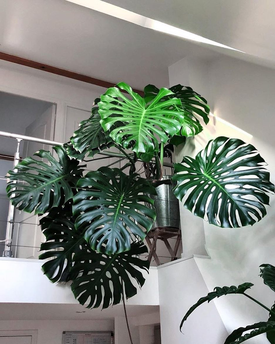 Cay canh Monstera thich loai nuoc beo nay-Hinh-7