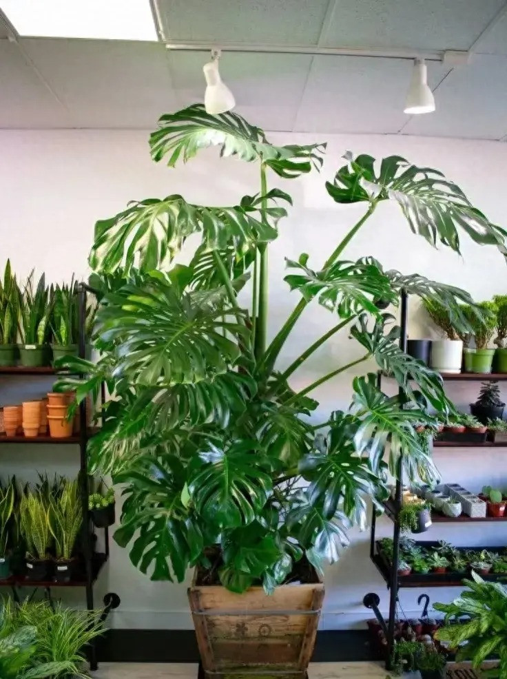 Cay canh Monstera thich loai nuoc beo nay-Hinh-12