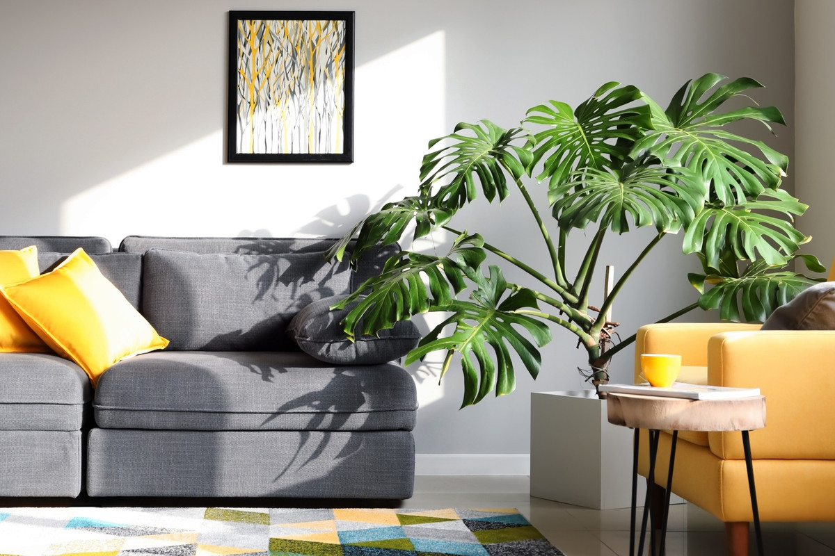 Cay canh Monstera thich loai nuoc beo nay-Hinh-9