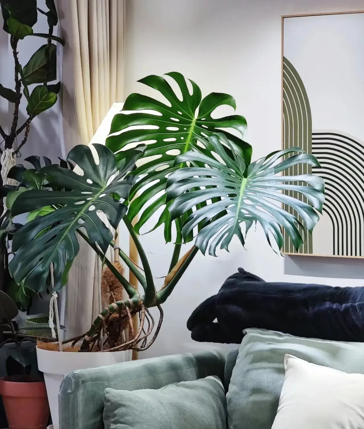 Cay canh Monstera thich loai nuoc beo nay-Hinh-10