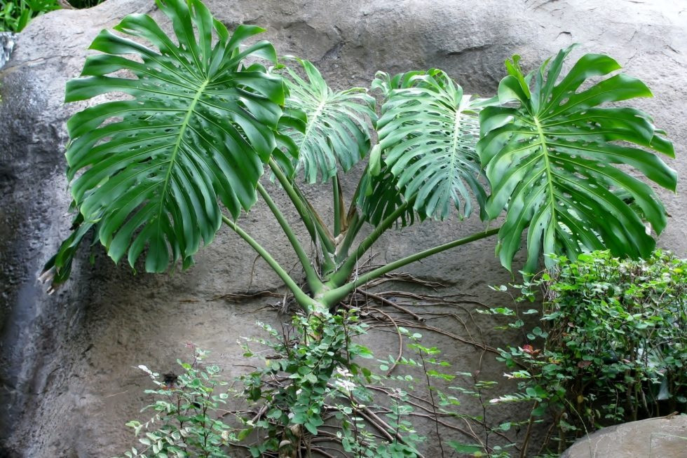 Cay canh Monstera thich loai nuoc beo nay-Hinh-3
