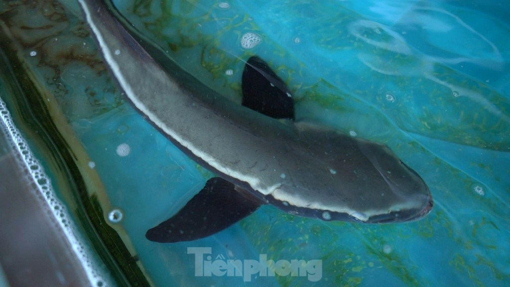 'Tuyet tinh coc' huyen ao tren vinh Lang Co-Hinh-7