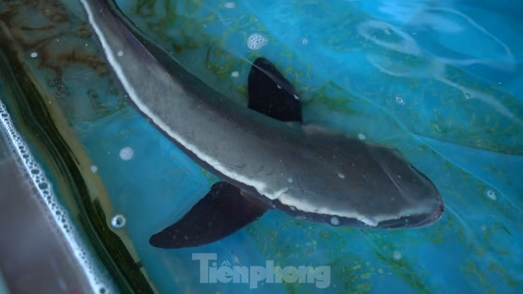 'Tuyet tinh coc' huyen ao tren vinh Lang Co-Hinh-7