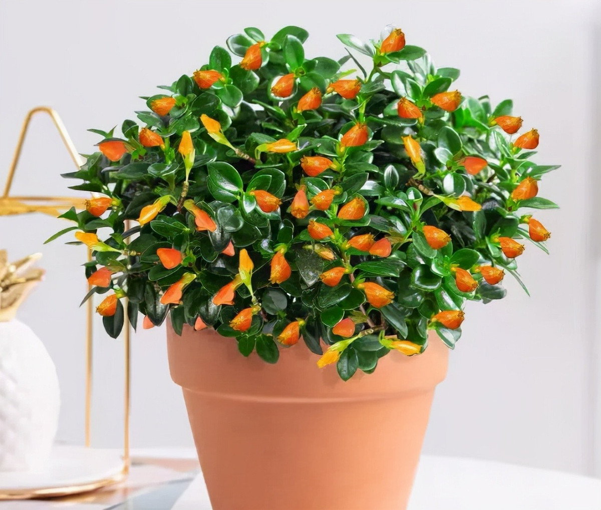 Đặc biệt những bông hoa có dạng hình túi như bụng con cá, đầu hoa có lỗ nhỏ như miệng con cá đang mở ra để ăn mồi, rất chúm chím, dễ thương, sinh động.