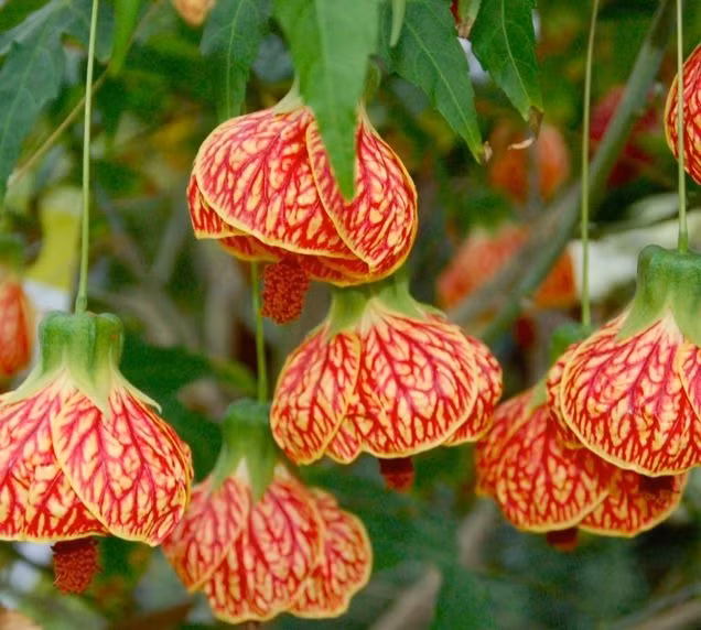  2. Cây cảnh: Chuông vàng Chuông vàng hay còn được gọi là lồng đèn, đèn lồng, cây bụp lồng đèn, cây lồng đèn dâm bụt, có tên khoa học là Abutilon pictum, tên tiếng Anh là Flowering Maple, là một loài thực vật có hoa trong họ Cẩm quỳ (Malvaceae).