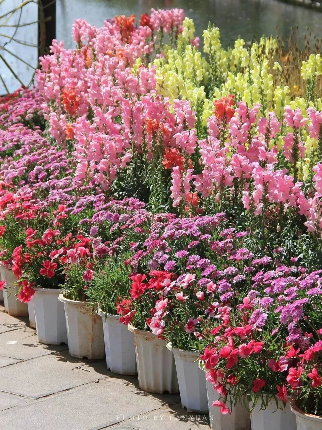 Loài hoa nhỏ bé này được yêu thích vì những bông hoa sặc sỡ và những chùm hoa tươi tốt, màu sắc phong phú, sặc sỡ. Trong phong thủy, kim ngư thảo là biểu tượng của may mắn và thịnh vượng, phú quý, vận may nối tiếp nhau đến. Ngoài ra, cây cảnh này còn có tác dụng xua đuổi, xua đuổi tà ma, mang lại bình an, cát tường cho gia đình. 