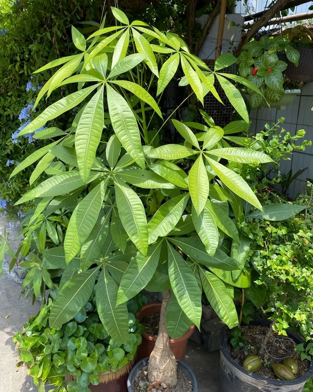  3. Cây cảnh: Kim ngân: Cây cảnh kim ngân (Pachira Aquatica) là cây thân gỗ, cành cứng cáp, lá xanh bóng. Sở dĩ cây cảnh kim ngân có thể được ưu ái trên thị trường hoa cỏ là vì cái tên mang cả "vàng- bạc", đầy ý nghĩa, tượng trưng cho sự giàu sang phú quý, nguồn tài lộc cứ cuộn trào.