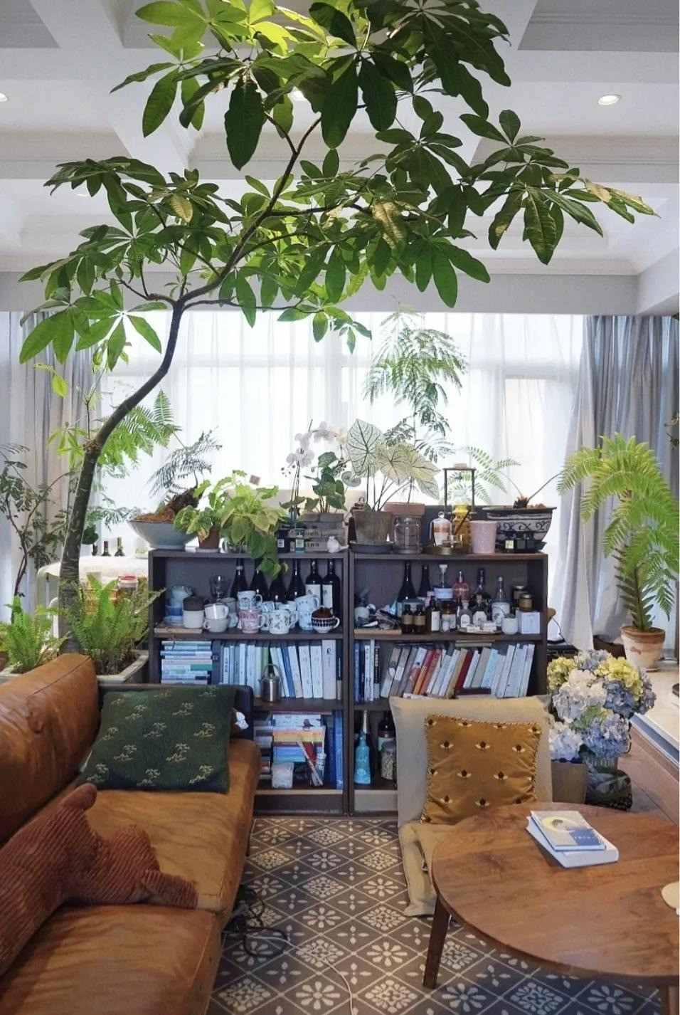 Cây cảnh này cũng có vẻ ngoài rất đẹp đẽ, là một loại cây thường xanh, có lá đẹp, xanh tốt, có thể tiếp thêm sức sống và màu sắc cho môi trường trong nhà, giúp không gian ngôi nhà trở nên đẹp đẽ, dễ chịu hơn.