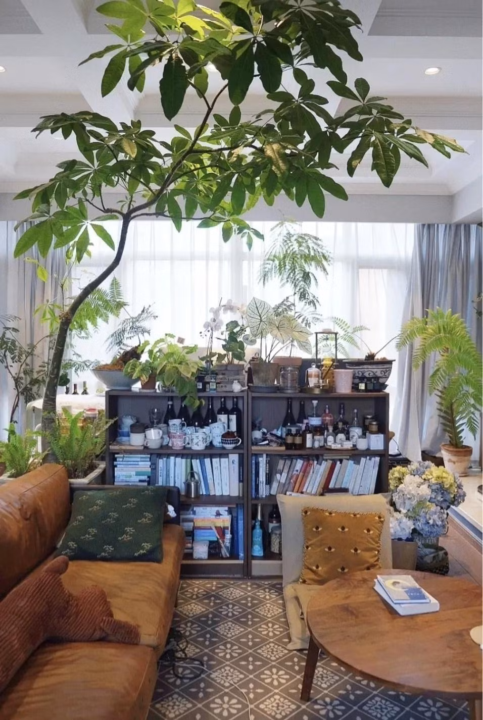 Cây cảnh này cũng có vẻ ngoài rất đẹp đẽ, là một loại cây thường xanh, có lá đẹp, xanh tốt, có thể tiếp thêm sức sống và màu sắc cho môi trường trong nhà, giúp không gian ngôi nhà trở nên đẹp đẽ, dễ chịu hơn.