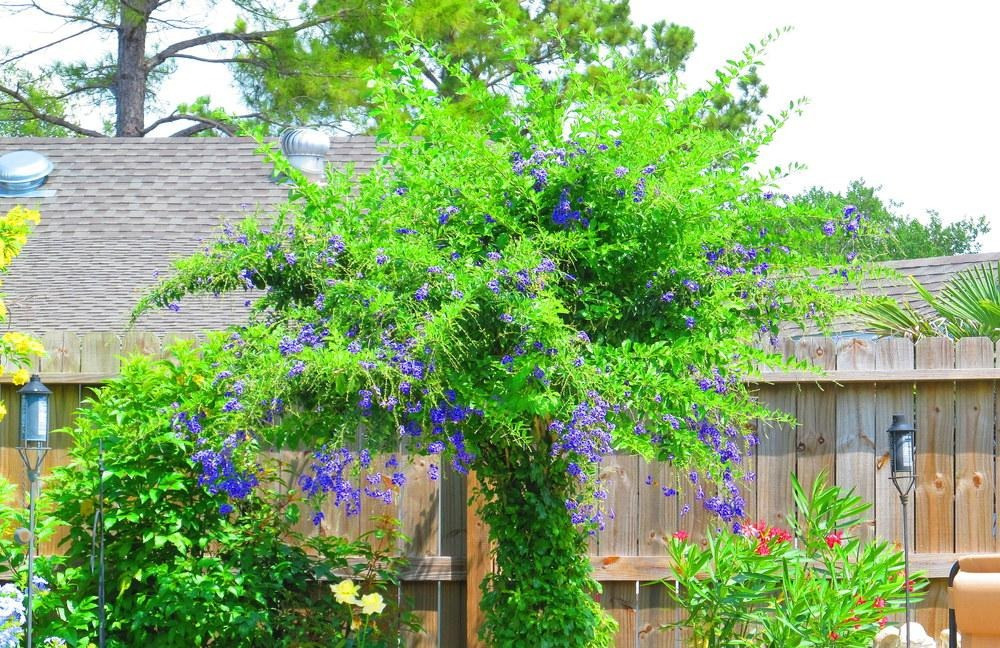  1. Cây cảnh: Chuỗi ngọc vàng: Chuỗi ngọc vàng hay còn gọi là hoa găng, hoa thanh quan, rìa xanh, chuỗi ngọc, chuỗi vàng, kim lộc hoa... Tên tiếng Anh là Skyflower hay Golden Dewdrop, tên khoa học là Duranta erecta L. 