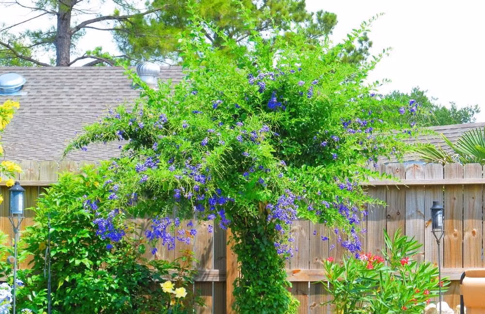  1. Cây cảnh: Chuỗi ngọc vàng: Chuỗi ngọc vàng hay còn gọi là hoa găng, hoa thanh quan, rìa xanh, chuỗi ngọc, chuỗi vàng, kim lộc hoa... Tên tiếng Anh là Skyflower hay Golden Dewdrop, tên khoa học là Duranta erecta L. 