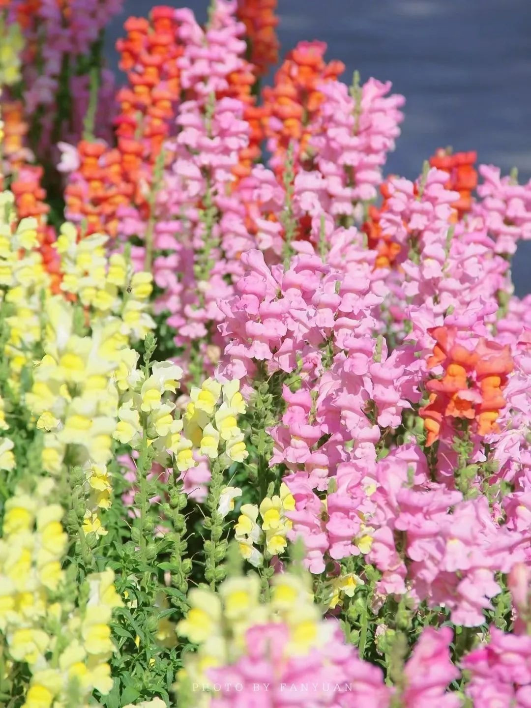  5. Cây cảnh: Kim ngư thảo: Kim ngư thảo còn có cái tên mộc mạc được nhiều người biết đến hơn là hoa mõm sói hay mõm rồng, mõm sư tử, mép dê. 