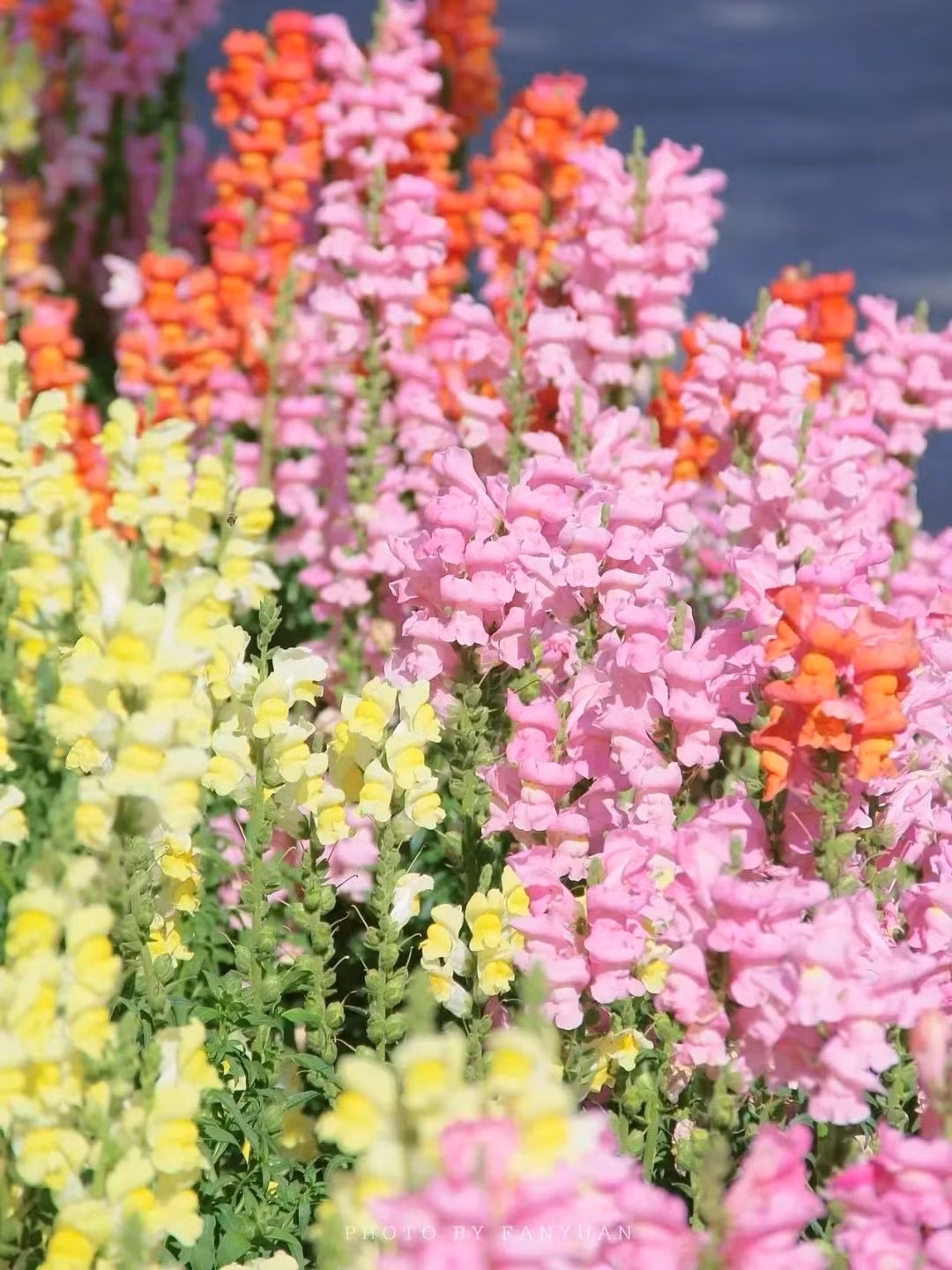  5. Cây cảnh: Kim ngư thảo: Kim ngư thảo còn có cái tên mộc mạc được nhiều người biết đến hơn là hoa mõm sói hay mõm rồng, mõm sư tử, mép dê. 