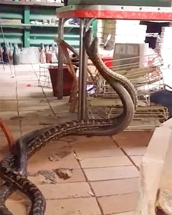 Kinh hoang phat hien hai con tran khong lo dang tranh dau-Hinh-2