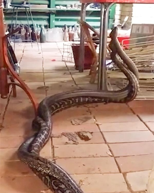 Kinh hoang phat hien hai con tran khong lo dang tranh dau