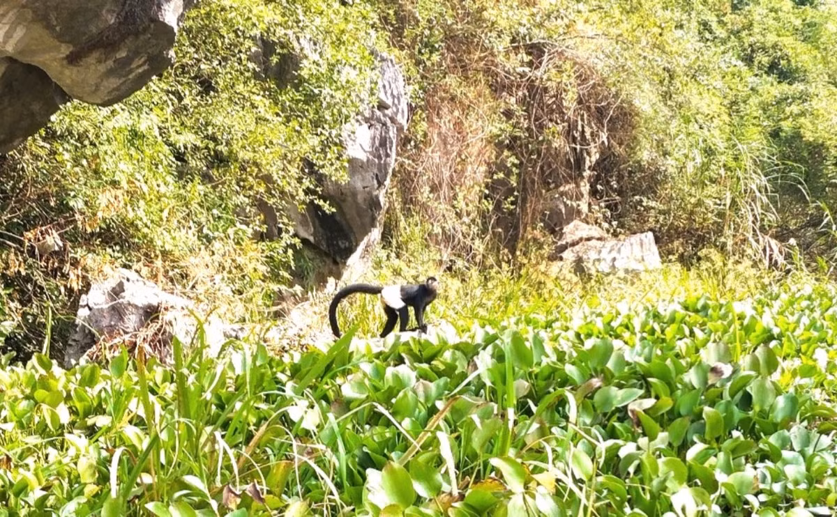 Khoảng 200 con động vật hoang dã mông trắng như tuyết - Hình 8 Khoang 200 con dong vat hoang da mong trang nhu tuyet-Hinh-8