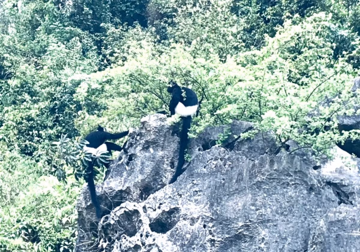 Khoảng 200 con động vật hoang dã mông trắng như tuyết - Hình 9 Khoang 200 con dong vat hoang da mong trang nhu tuyet-Hinh-9