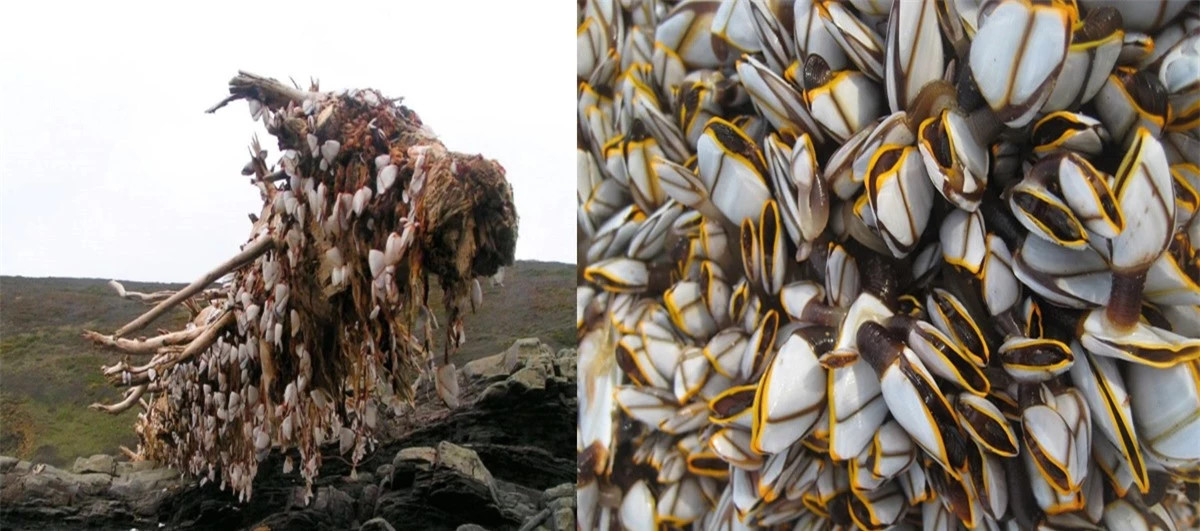 Cô gái bắt gặp loài vật quý hiếm trên thân cây gỗ ảnh 1 Cô gái bắt gặp loài vật quý hiếm trên thân cây gỗ ảnh 1