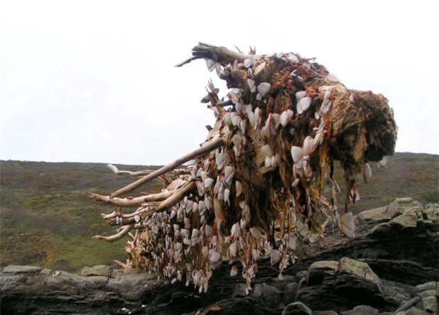 Cô gái bắt gặp loài vật quý hiếm trên thân cây gỗ ảnh 2 Cô gái bắt gặp loài vật quý hiếm trên thân cây gỗ ảnh 2