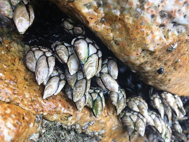 Cô gái bắt gặp loài vật quý hiếm trên thân cây gỗ ảnh 4 Cô gái bắt gặp loài vật quý hiếm trên thân cây gỗ ảnh 4