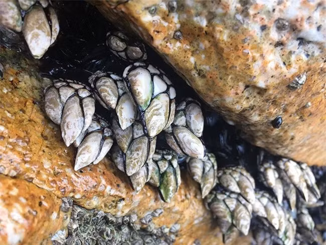 Cô gái bắt gặp loài vật quý hiếm trên thân cây gỗ ảnh 4