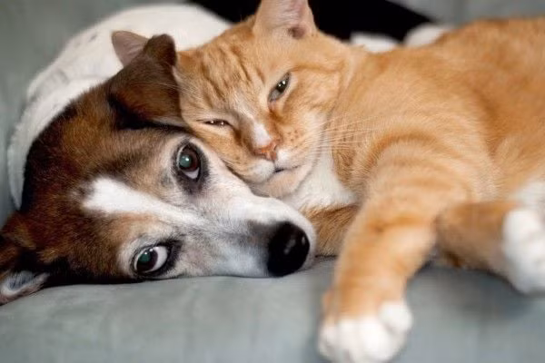 Sự nghiệp, các mối quan hệ và vận may tài chính của họ đều sẽ phát triển rất tốt và họ sẽ có thể tiến xa trong cuộc sống. Tuy nhiên, chất lượng vận may không phải là cố định.