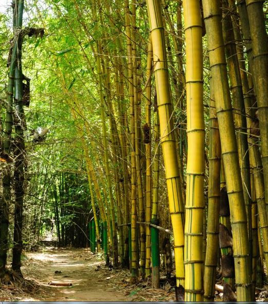 Tre trúc là loại cây cảnh mang tính biểu trưng cho văn hóa Việt. Tre trúc mọc thẳng biểu trưng cho người quân tử. Cây tre trong quan niệm dân gian là cây phong thủy tốt lành, biểu trưng cho người quân tử cho ý chí kiên cường.