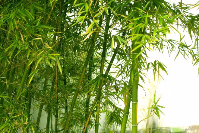 Hơn nữa theo sinh vật học thì hoa tre còn thu hút rất nhiều loài gặm nhấm. Những con vật này sẽ ăn hết gốc tre, phá hoại thêm một số cây trồng khác rồi gây nạn đói và bệnh dịch.