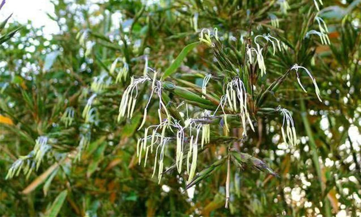  Bởi thế nhiều gia đình sẽ thấy thú vị khi tre trúc cảnh nở hoa và sẽ để chiêm ngưỡng. Đó cũng là một điều thú vị trong thời đại ngay này. *Thông tin mang tính tham khảo, chiêm nghiệm