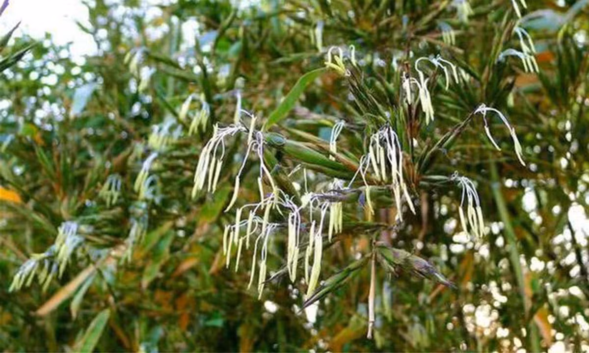  Bởi thế nhiều gia đình sẽ thấy thú vị khi tre trúc cảnh nở hoa và sẽ để chiêm ngưỡng. Đó cũng là một điều thú vị trong thời đại ngay này. *Thông tin mang tính tham khảo, chiêm nghiệm