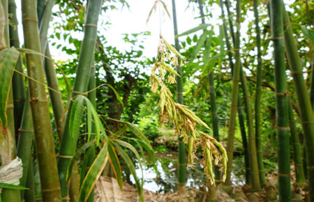 Ngày nay nên xử lý cây tre trúc cảnh có hoa ra sao? Cho tới ngày nay hiện tượng cây tre trúc nở hoa vẫn là hiện tượng hiếm gặp. Tuy nhiên chưa ai khẳng định được chắc chắn khi cây tre trúc nở hoa thì gia chủ sẽ gặp điềm xui. 