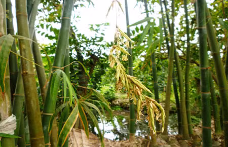  Ngày nay nên xử lý cây tre trúc cảnh có hoa ra sao? Cho tới ngày nay hiện tượng cây tre trúc nở hoa vẫn là hiện tượng hiếm gặp. Tuy nhiên chưa ai khẳng định được chắc chắn khi cây tre trúc nở hoa thì gia chủ sẽ gặp điềm xui. 