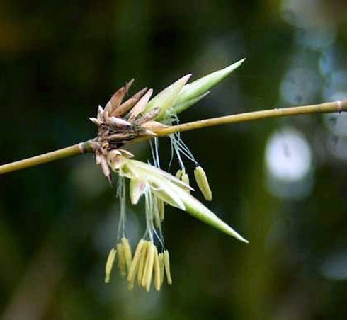 Thế nên khi cây tre cây trúc ra hoa là điềm báo sắp có thiên tai gì đó xảy ra với con người với nơi mà cây tre trúc đó sống. Hơn nữa khi cây ra hoa chứng tỏ chúng sắp kết thúc sinh mệnh. Bởi vậy khi cây tre trúc ra hoa là lúc cây lụi tàn và báo điềm xui cần phải di chuyển hoặc chặt bỏ chúng. 