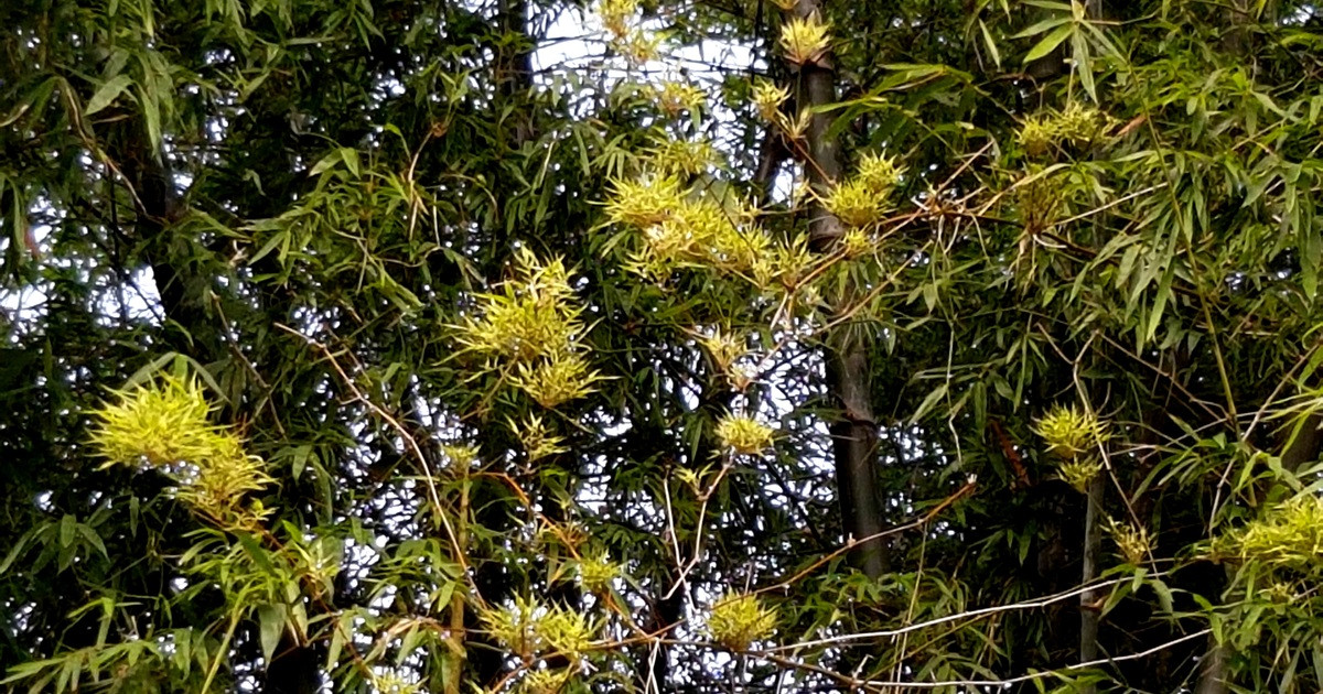  Thế nên thấy tre nở hoa là hiếm gặp. Hoa trẻ nở có màu vàng nhạt, nở thành chùm lớn. Tuy nhiên, sau khi hoa nở thì cả cụm tre (hoặc rừng tre) sẽ bị tàn rụi và tới vài năm sau, chúng mới đâm chồi trở lại.