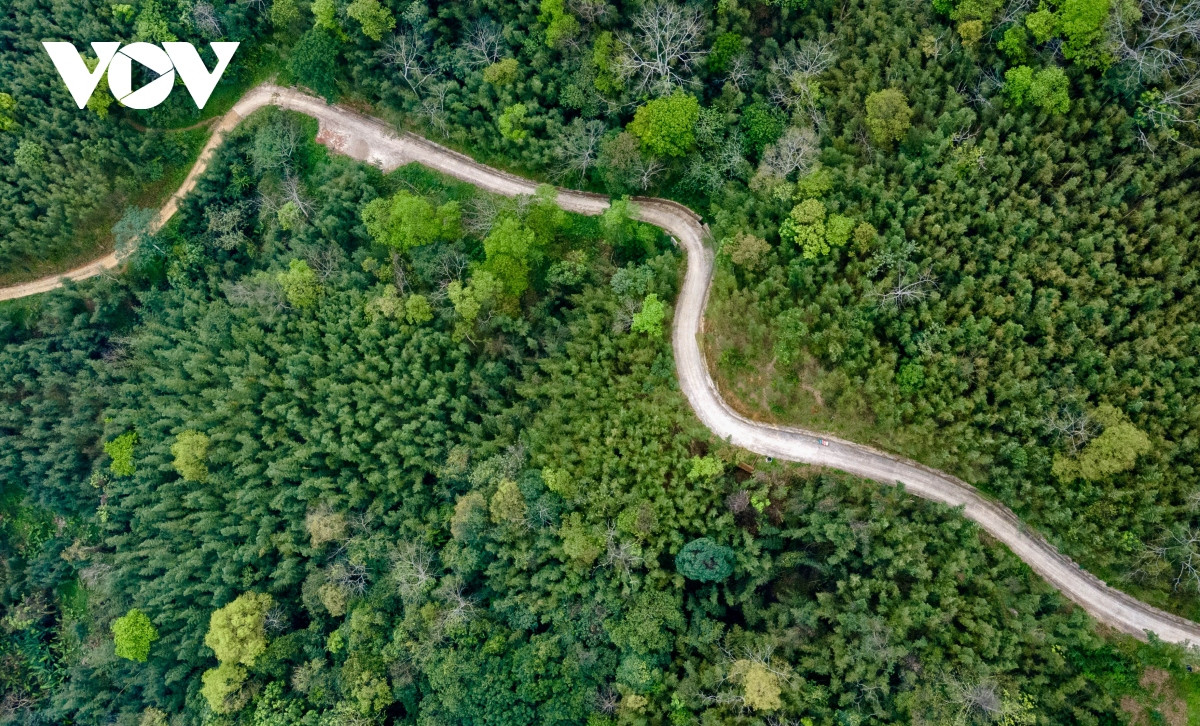 Trúc sào là cây trồng thế mạnh của huyện Nguyên Bình. Cả huyện có 17 xã, thị trấn thì đến 16 xã có các diện tích trồng trúc. Cây trúc trồng tại đây được khai thác, sản xuất các sản phẩm bàn ghế trúc, chiếu trúc và các loại đồ gia dụng khác.