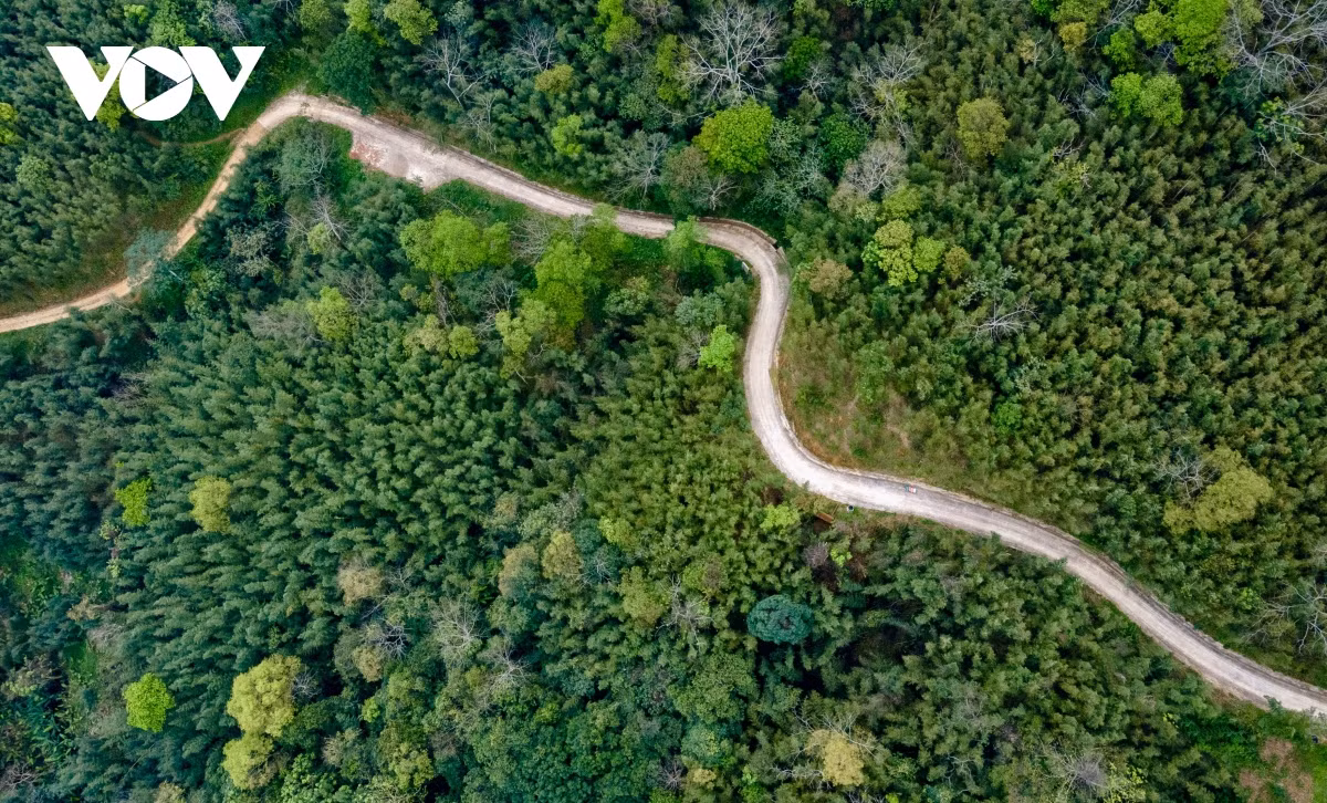 Trúc sào là cây trồng thế mạnh của huyện Nguyên Bình. Cả huyện có 17 xã, thị trấn thì đến 16 xã có các diện tích trồng trúc. Cây trúc trồng tại đây được khai thác, sản xuất các sản phẩm bàn ghế trúc, chiếu trúc và các loại đồ gia dụng khác.